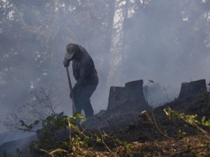 Artvin’de Ormanlık Alanda Çıkan Yangında 4 Hektar Alan Zarar Gördü