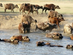 Afrika Sıcaklarında Belgeselleri Aratmayan Görüntüler