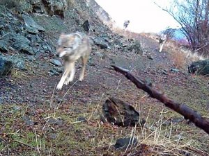Bayburt’ta Kurt Sürüsü Görüntülendi