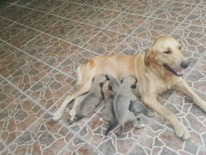 Anneleri Trafik Kazasında Ölen 4 Yavru Köpeğe Süt Anne Bulundu
