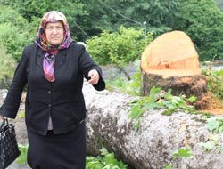 Rize'de Kesilen 60 Yıllık Çınar Ağacı Davalık Oldu