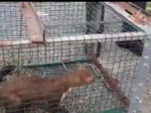 Kümesine Dadanan Sansarı Yakaladı Ama Öldürmeye Kıyamayarak Tekrar Doğaya Bıraktı