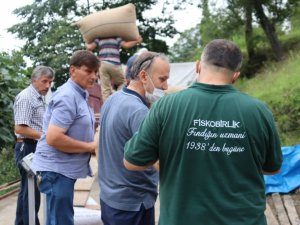 Fiskobirlik Fındık Alımlarına Devam Ediyor