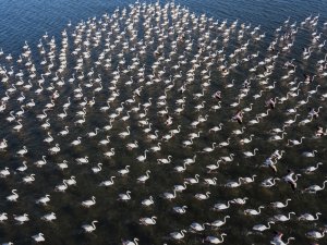 Van Gölü Binlerce Flamingoya Ev Sahipliği Yapıyor