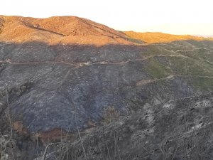 Hatay’daki Orman Yangını Sonrası Üzücü Görüntüler