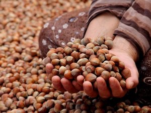 Türkiye Son 10 Sezonda Fındıktan Yaklaşık 20 Milyar Dolar Döviz Sağladı