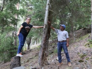 Çam Sakızı Çoban Armağanıydı Şimdi Çeyrek Altınla Yarışıyor