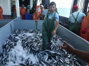 Karadeniz’de Palamut Bereketi