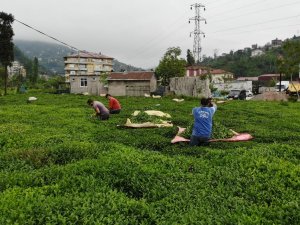 Pandemi Nedeniyle Gürcü Çay İşçileri Rize’ye Gelemeyince ’Yevmiyecilik’ Bir Sektör Haline Geldi