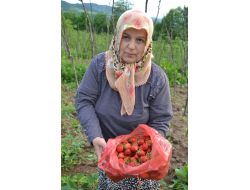 Büyüklerinin Hayrına Çilek Dağıtıyor
