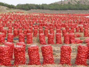 Soğan Tarlada 80 Kuruş, Tezgahta 1,5 Lira