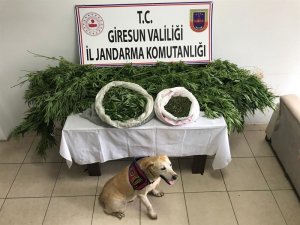 Giresun’da Uyuşturucu Operasyonu