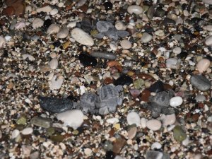 Caretta Yavruları Denizle Buluştu