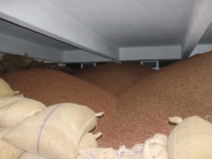 Fiskobirlik Fındık Alımlarında Üreticilerden Yoğun İlgi Görüyor