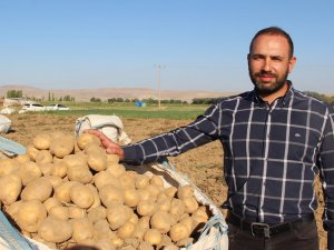 Cipslik Patates Satış Fiyatları Üreticisinin Yüzünü Güldürüyor