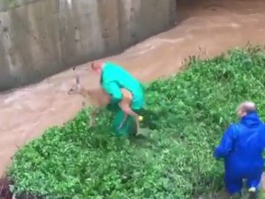 Şiddetli Yağışta Yolunu Kaybedip Su Kanalına Düşen Karaca Belediye Ekipleri Tarafından Kurtarıldı