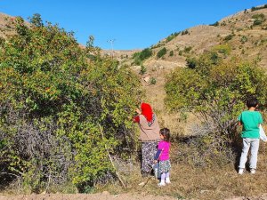 Daldan Kavanoza Kuşburnunun Hikayesi