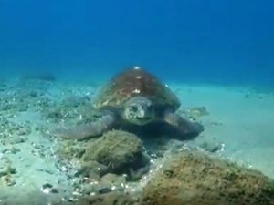 Caretta Caretta Çanakkale Boğazı’nda Böyle Görüntülendi