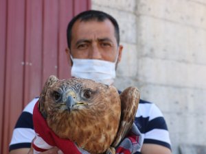 Fotoğraf Merakı Şahini Telef Olmaktan Kurtardı