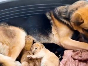 Terk Edilen Aslan Yavrularına Köpek Annelik Yaptı