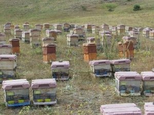 Trabzon Arıcılar Birliği Başkanı Aydın: "Trabzon’da Bal Üretimi Geçen Yıla Oranla Yüzde 15 Arttı"