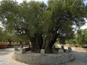 1658 Yıllık Üstelik Meyve Vermeye De Başladı!