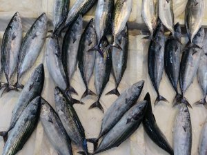 Mutlu: "Karadeniz’de Son 15 Yılda Palamut Avı Yüzde 50 Azaldı"