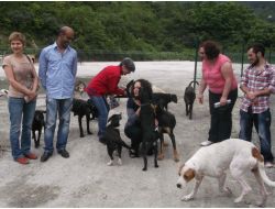 Trabzon'da Sahipsiz Köpekler İçin “bir Kulübe De Sen Yap”