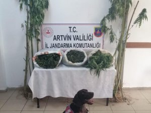 Jandarmadan Uyuşturucu Operasyonu