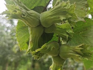 Eylül Ayında Fındık İhracatı Düştü