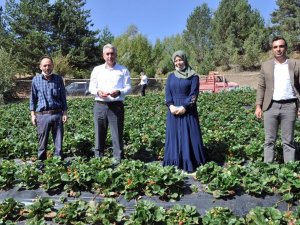 Gümüşhaneli Üretici Çilek’ten 3 Milyon Lira Kazandı
