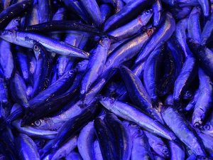 Trabzon’da Hamsi Tezgâhtaki Yerini Aldı