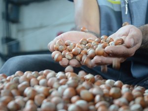 Ordu’da Serbest Piyasada Fındık 24,5 Liraya Yükseldi