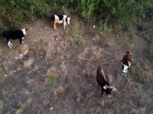 Çoban Kaybolan İneklerini Drone İle Buldu