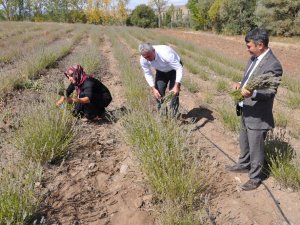 Lavanta Gümüşhane’de Üreticinin Gelir Kapısı Oldu
