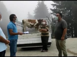 Giresunlu Hayvan Yetiştiricilerinin Kayıpları Karşılandı