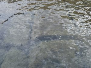 Didim’de Deniz Altında Binlerce Yıllık Kalıntı Heyecanı