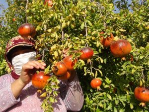 Yılın Son Hicaz Narı Hasadı