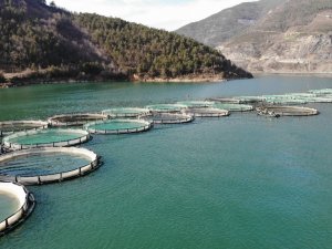 Borçka Barajı’nda Üretilen Türk Somonları Dünyaya İhraç Ediliyor
