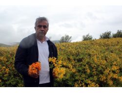 Her Yerde Sarı Açan Çiçekler Burada Kırmızı Açıyor