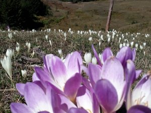 Bu Çiçekler Yaylalardan ’Vargit’ Diyor