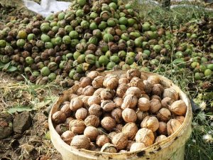 Bitlis Çiftçisi Bu Yıl Cevizden 150 Milyon Tl Kazanacak