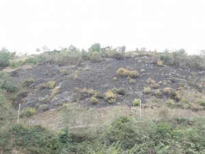 Trabzon’daki Örtü Yangını