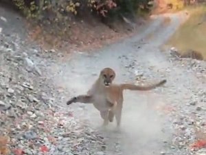 Yürüyüş Yaparken Peşine Puma Takıldı