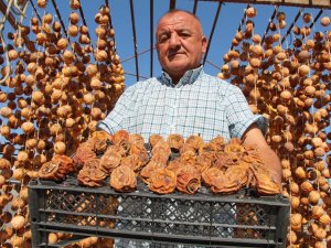 Olgunlaşmamış Hurma 3 Haftada Şifa Dolusu Lezzete Dönüşüyor