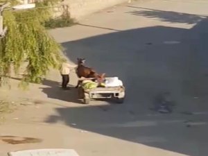 Yorgun Düşen Ata Gitmesi İçin Şişle Şiddet Uyguladı