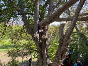 Kestiği Ceviz Ağacı Az Kalsın Canına Mal Oluyordu