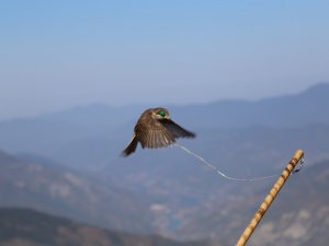 Sezonun Son Atmaca Avı 2 Bin 200 Rakımlı Genya Dağında Yapıldı