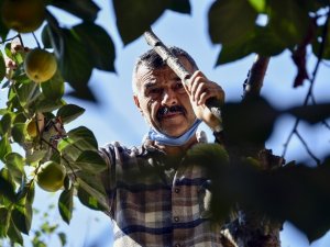 Bu Meyve Ağacının Gümüşhane’de Başka Eşi Yok