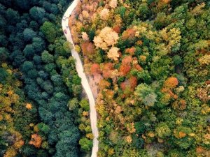 Örümcek Ormanları Rengarenk